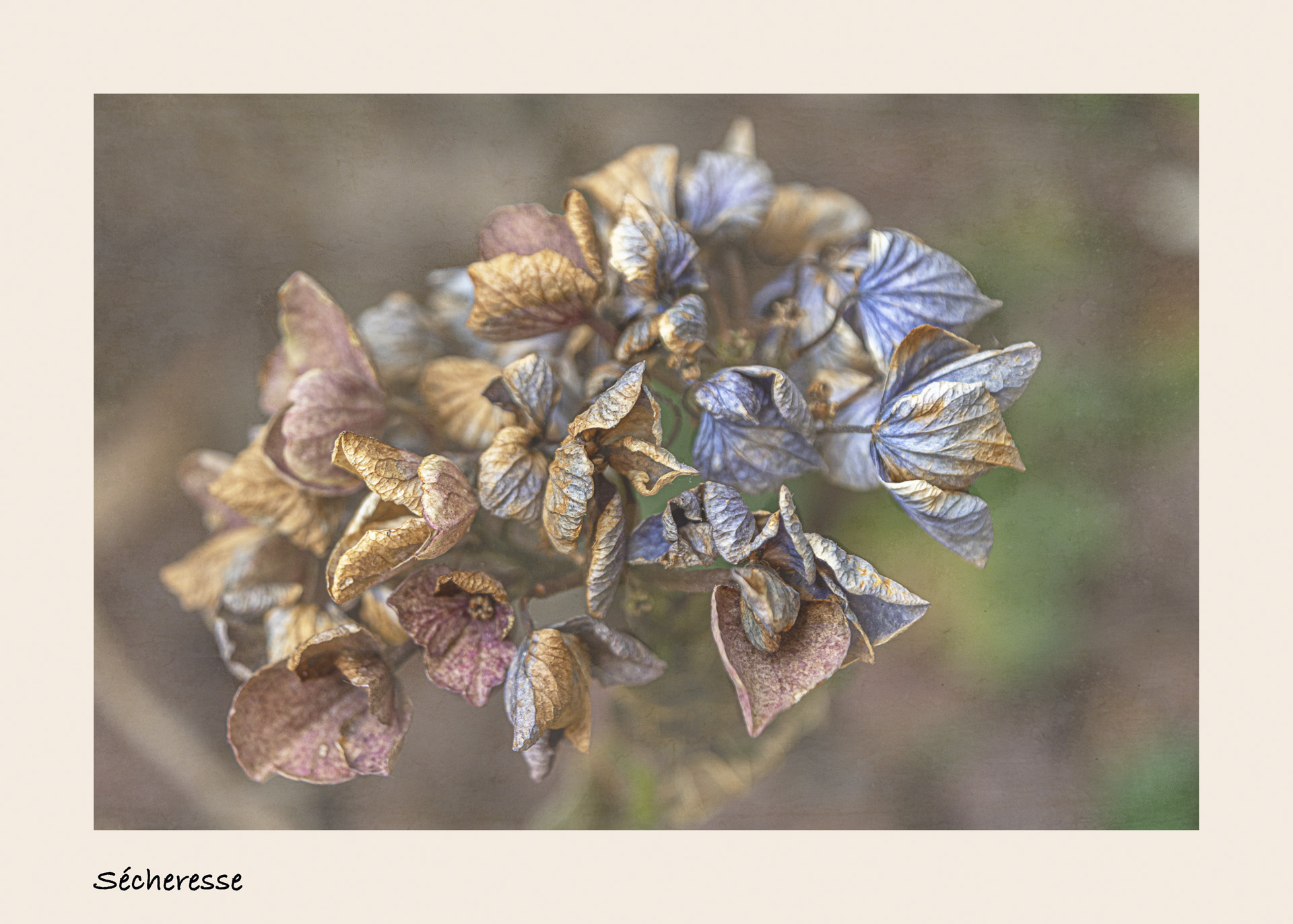 hortensia-copie_53067367561_o