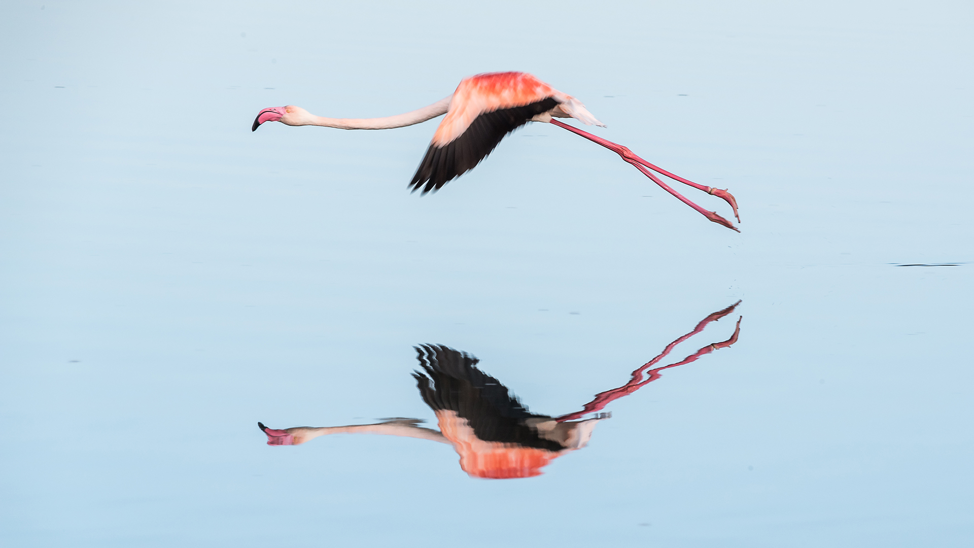 la-vie-en-flamand-rose_53067985883_o