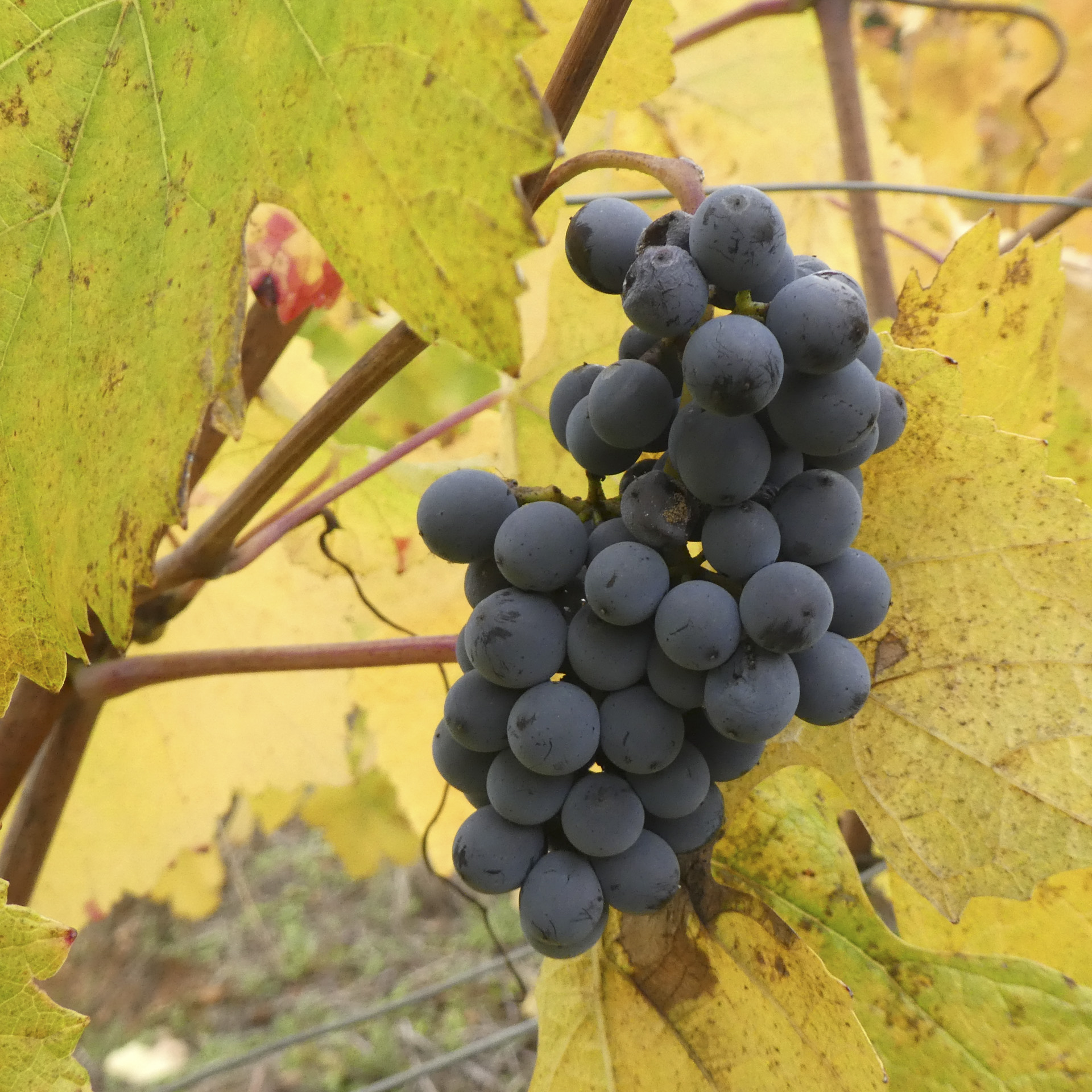 vigne-en-cote-dor_53067888618_o