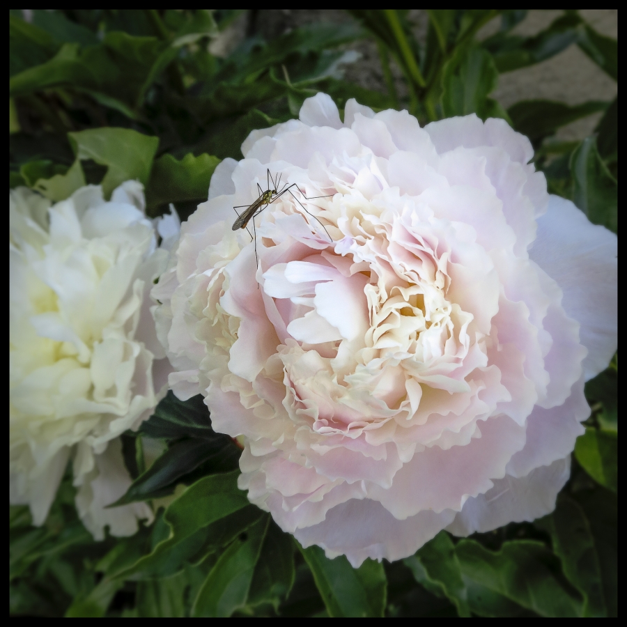 Les fleurs de mon jardin_14