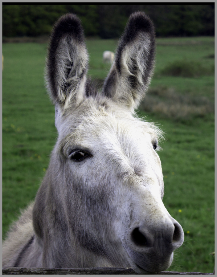 Ane copie 1 -Lucienne LU