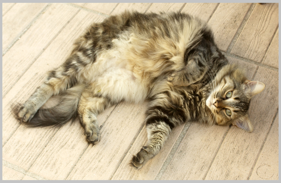 Chatte 1-Lucienne LU