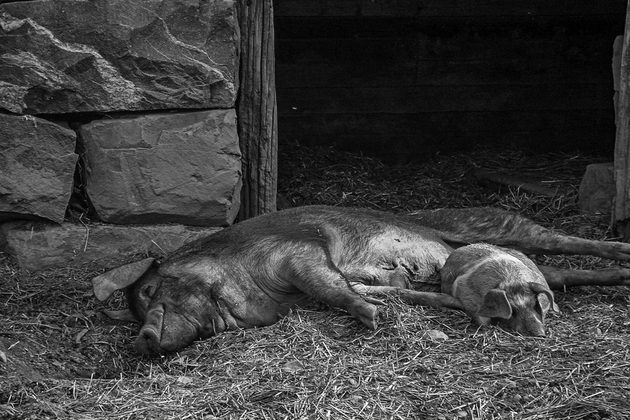 Cochon MUR-Catherine