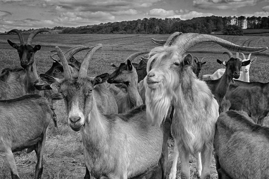 le bouc et sa cour-Lucienne La