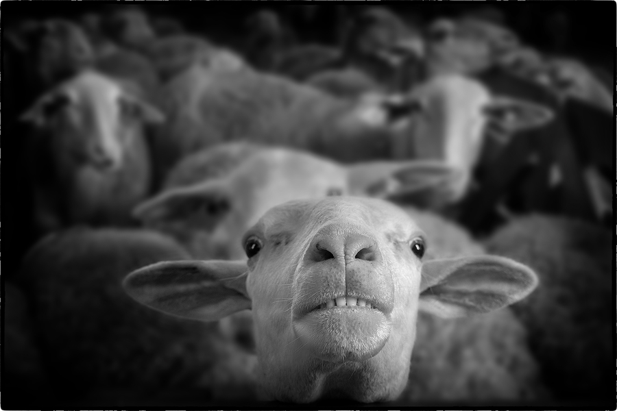 M. Beaufils - la brebis 