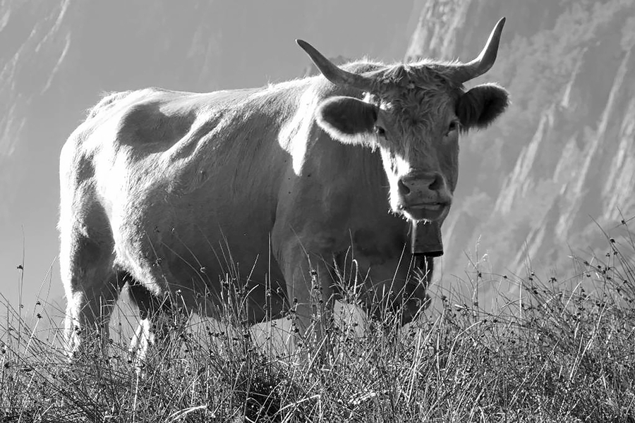 Pierre- Col du Soulor