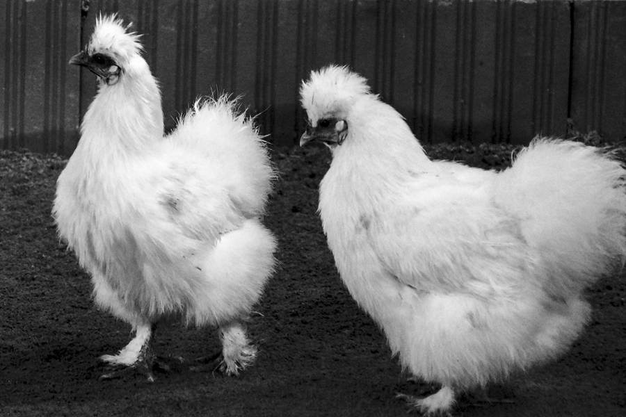 poules blanches -Nicole