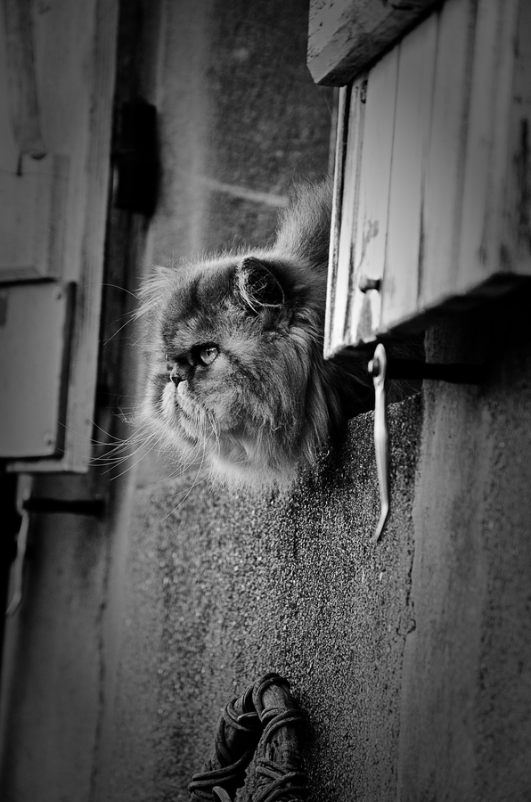 Surveillance -Pascale