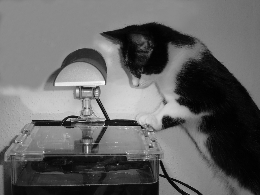 Drôle de bête -Yves D