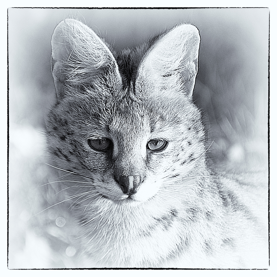 IMG_7510 copie - Copie copie