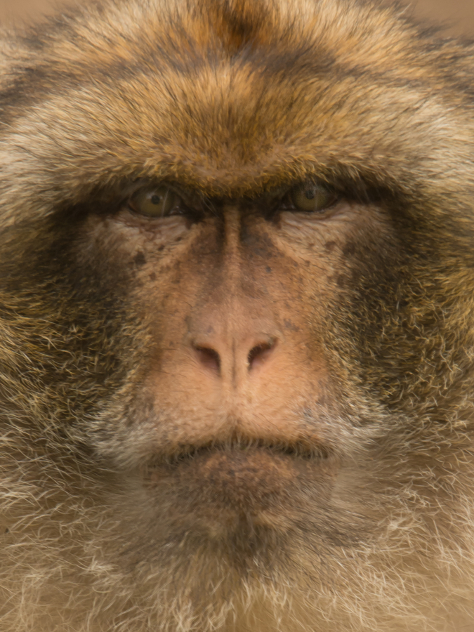 Singe1_CyrilleBollard