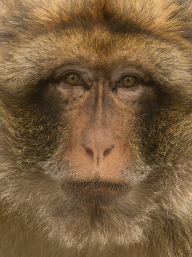 Singe2_CyrilleBollard