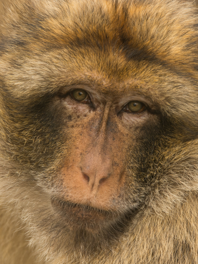 Singe3_CyrilleBollard