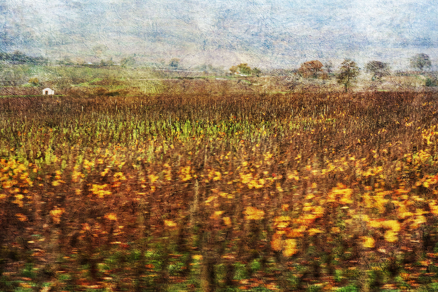 4 M. Beaufils - Sur la route des vignes    