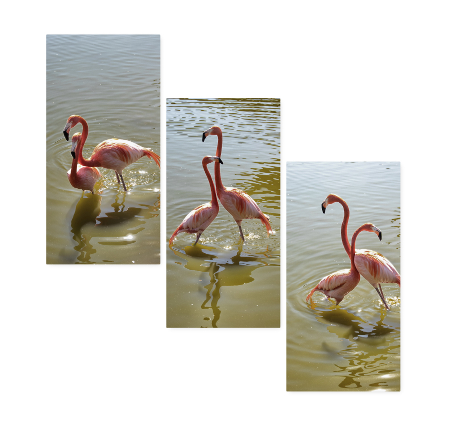 les flamants
