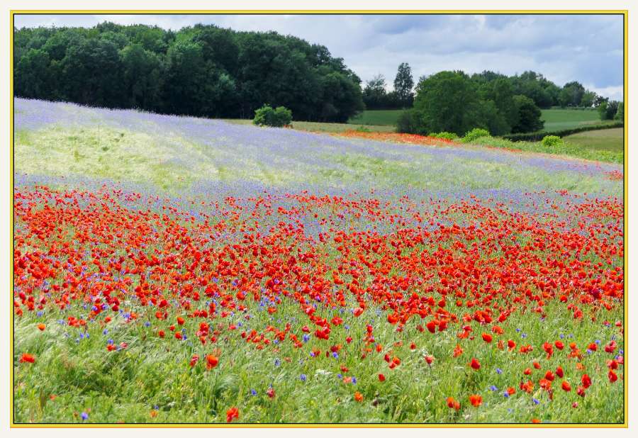 champ de coquelicots 1