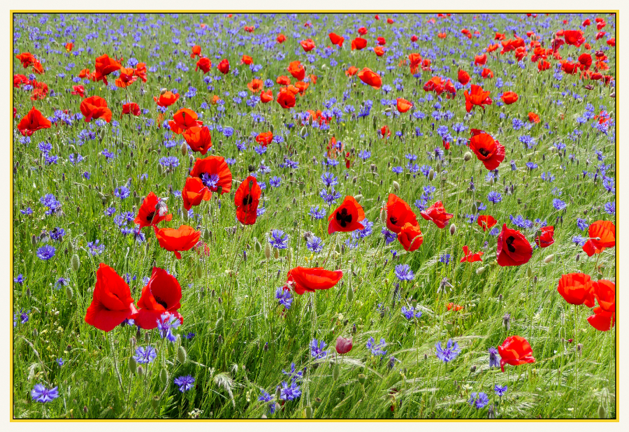 champ de coquelicots 3