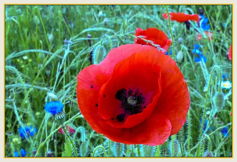 champ de coquelicots jpg5