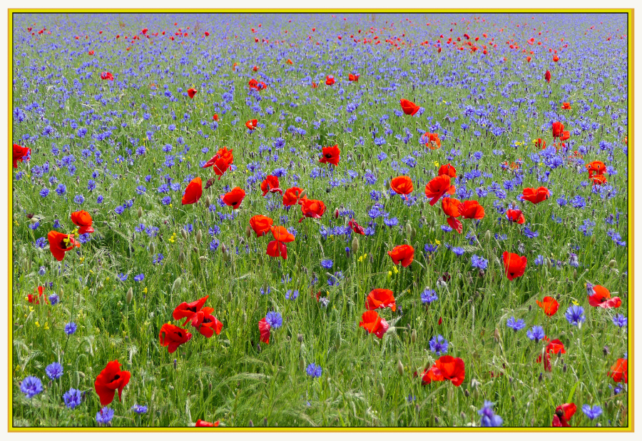 champ de coquelicots