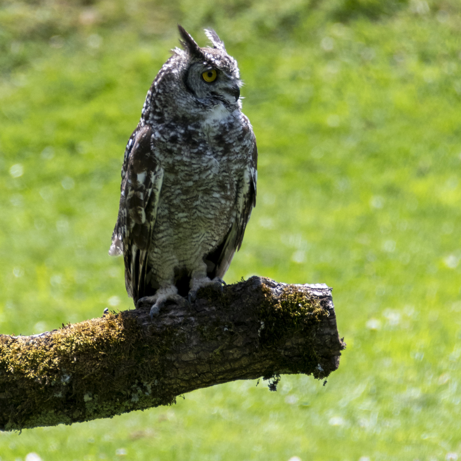 Gilbert - le guetteur