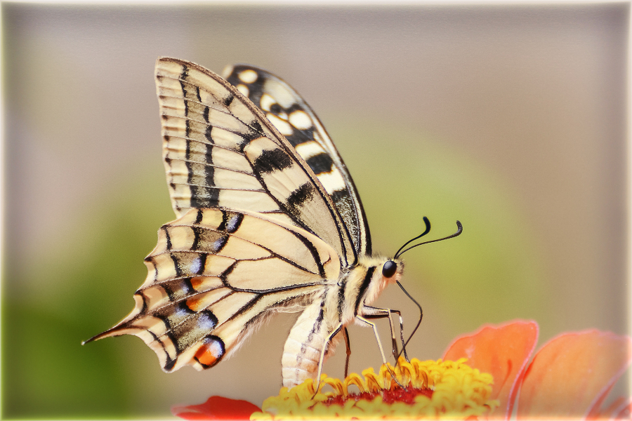 1 M. Beaufils - Machaon 