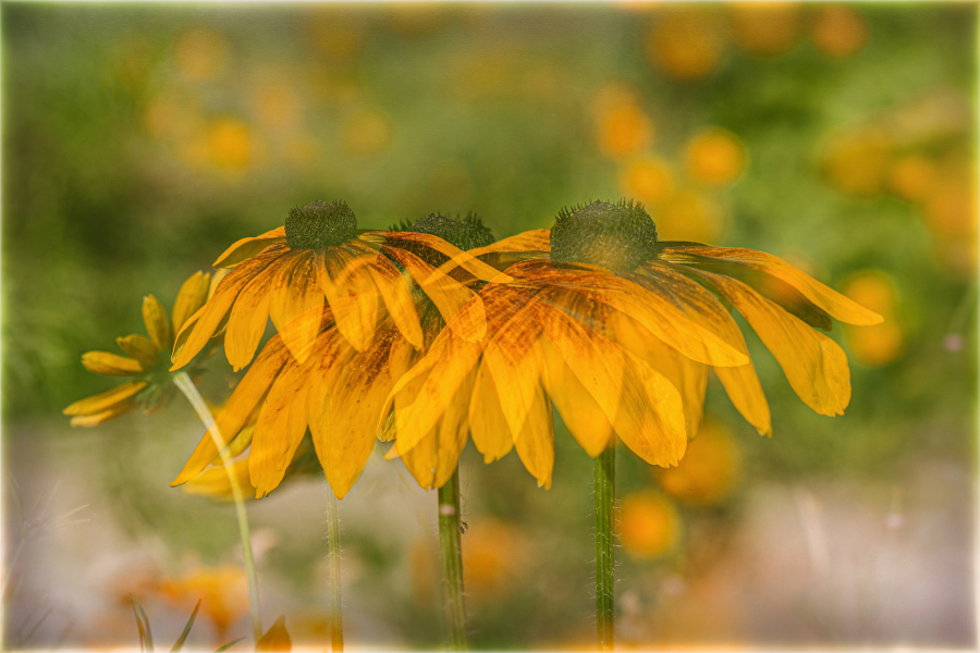 3 M. Beaufils - Rudbeckia 