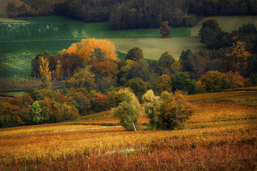 01-palette-automnale_49152996496_o