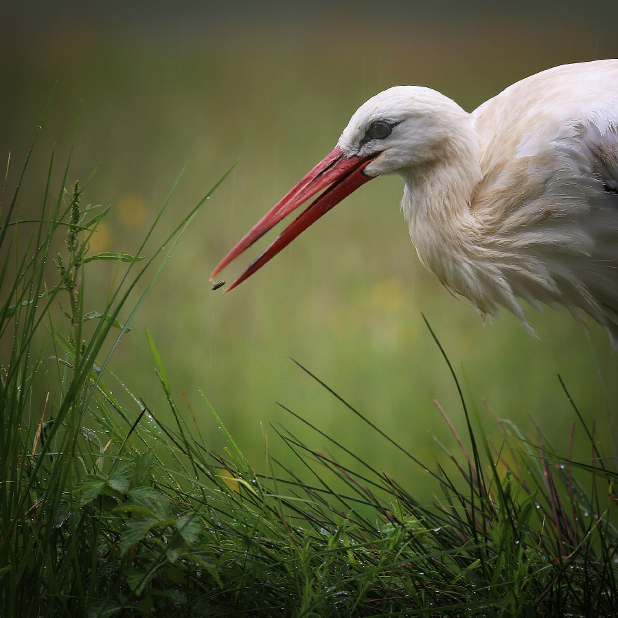 01-prise-de-bec_49153852092_o