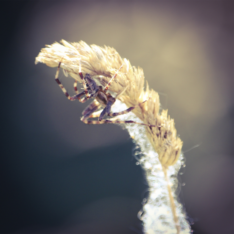 2-didier-still-spider_49153353923_o
