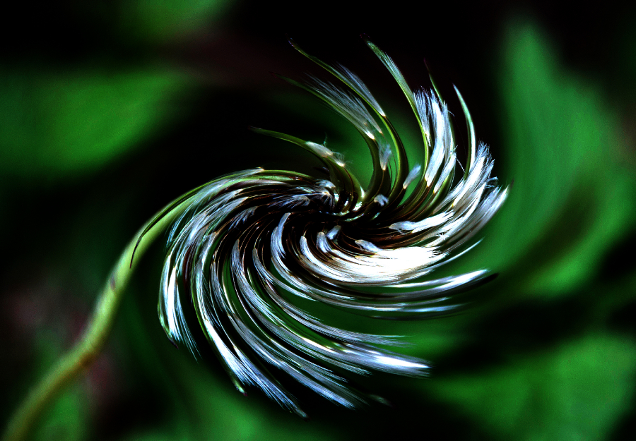 2---dlires-floraux_49152622638_o