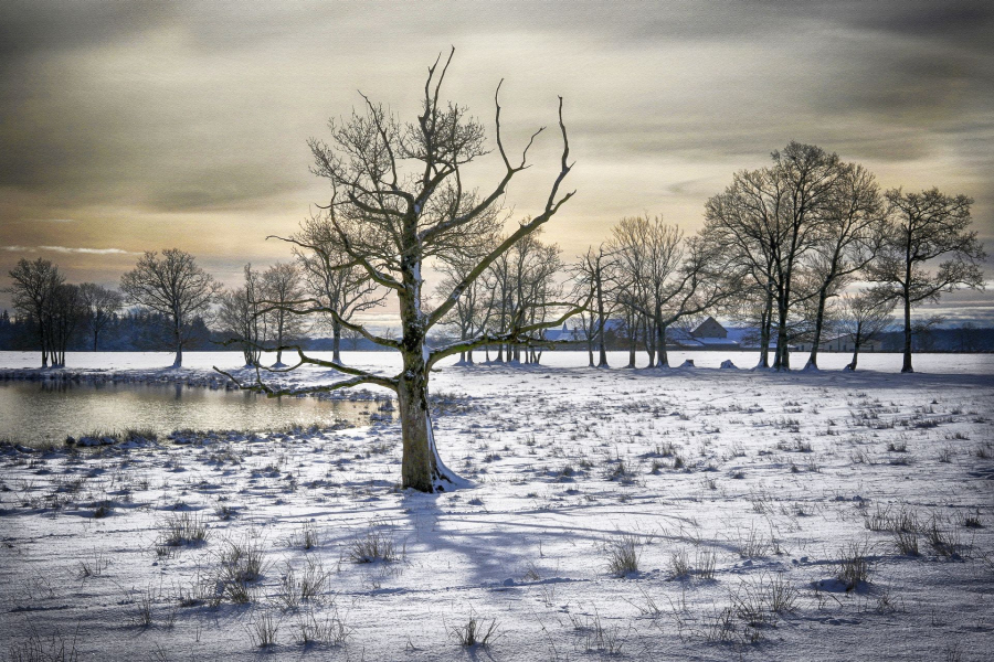 04-froidure-hivernale_49152496748_o