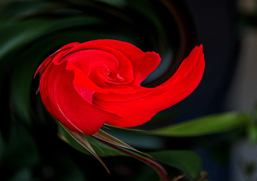 4--dlires-floraux_49153342612_o
