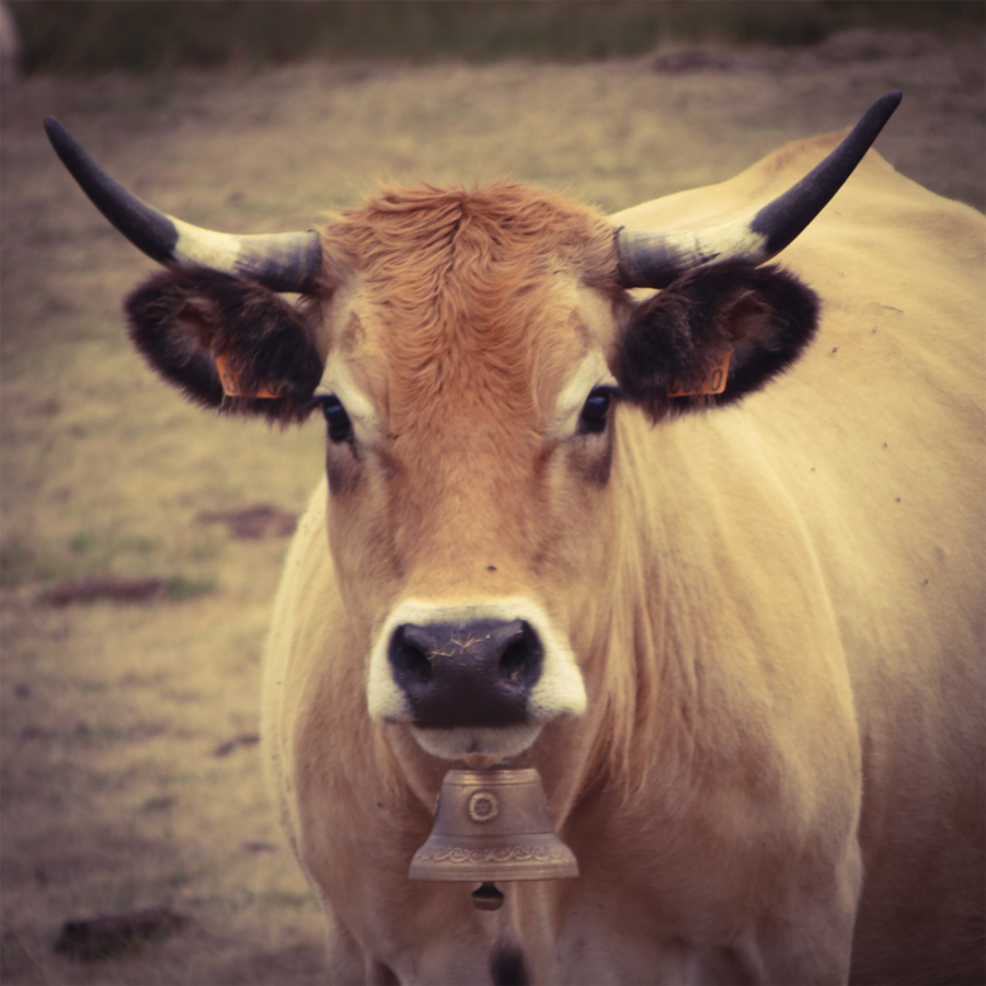 5-didier-aubrac_49153418738_o