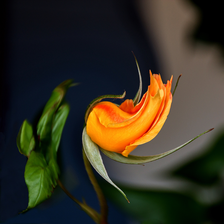 5---dlires-floraux_49153126836_o