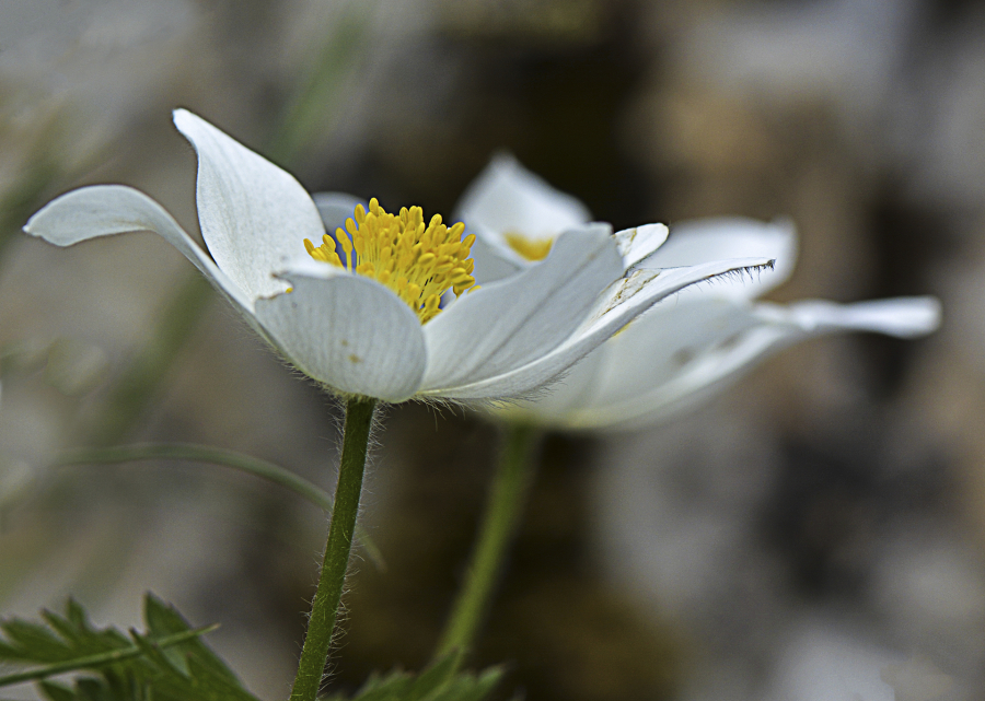 anemones_49153860017_o