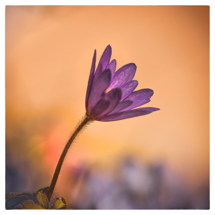 couleur-du-soir-2_49153761392_o