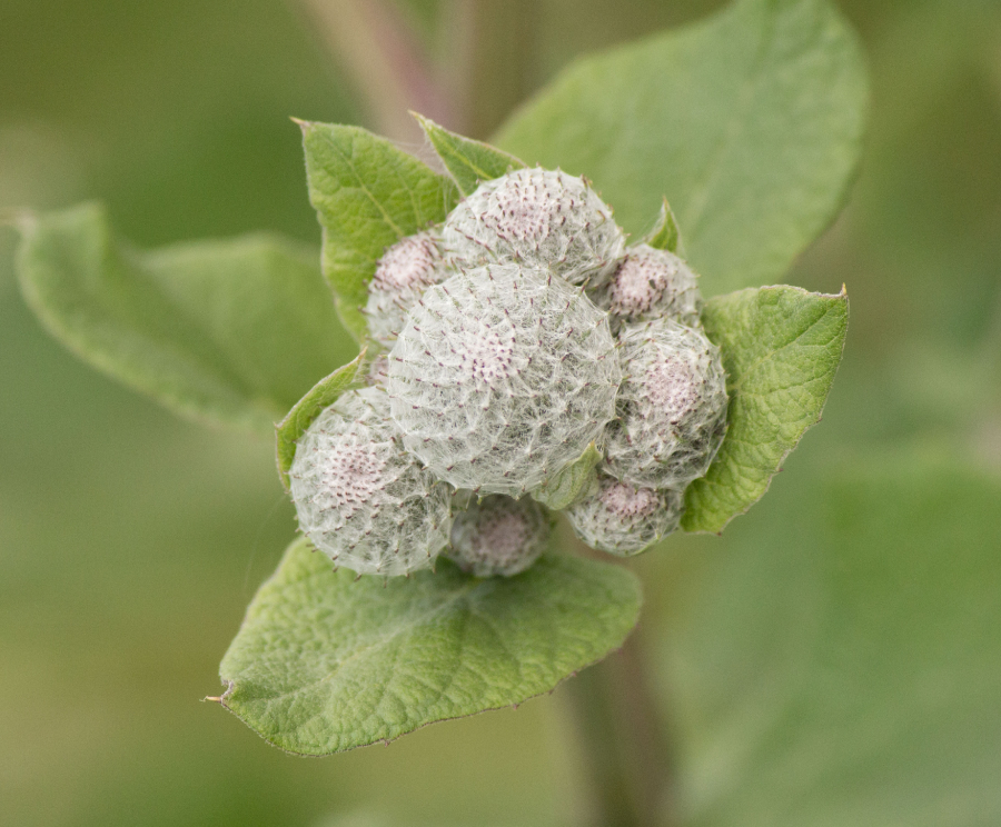 fleur-de-montagne_49153743351_o