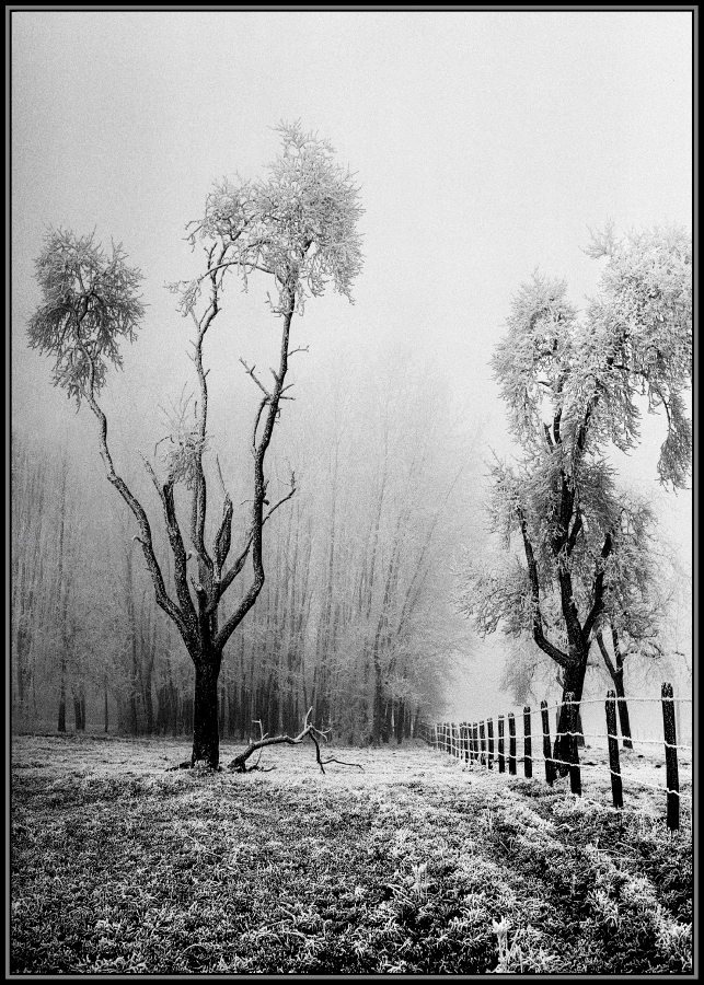 givre-a4_49154094237_o