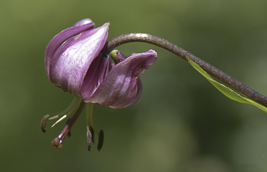 lys-martagon_49153927107_o