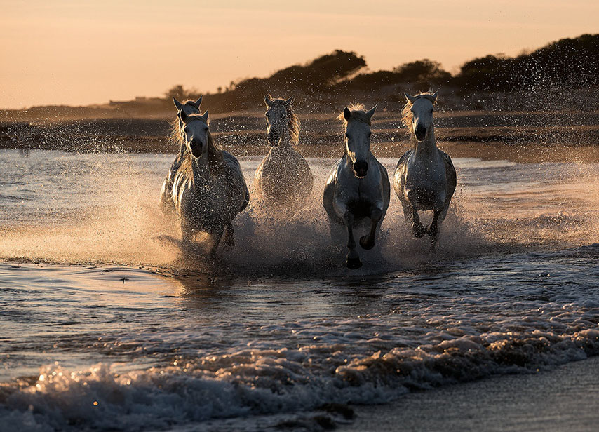 Camarguais au soleil couchant_1