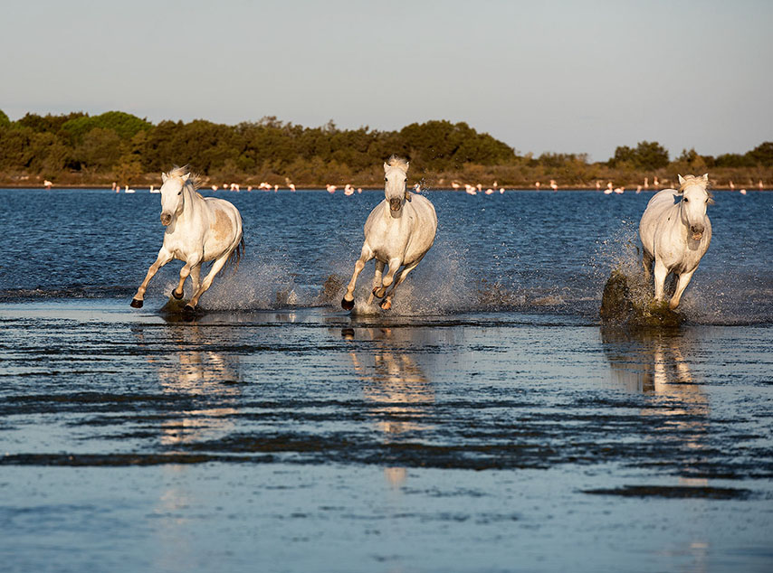 Camarguais au galop_1