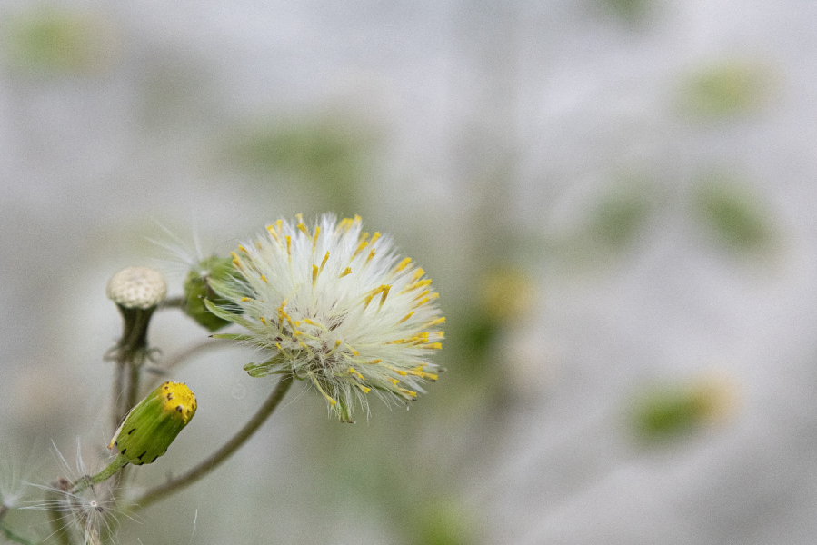 53689519599_5300442b67_o