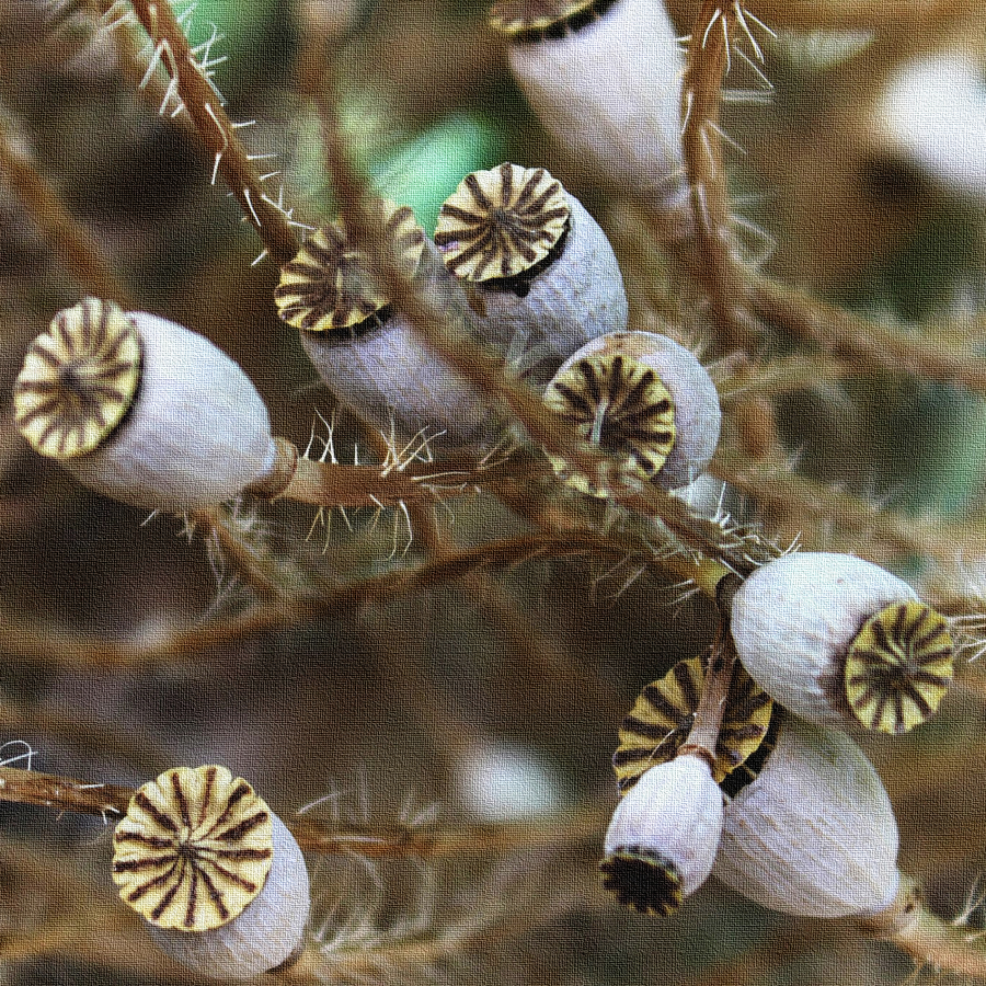 Médecine ou Dessert