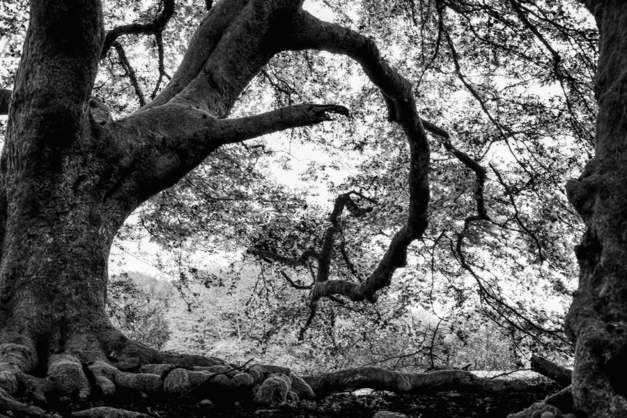 M. Beaufils - Arabesque  