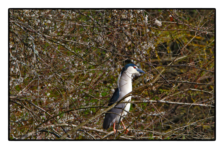 Je vous ai à l'oeil (Héron bihoreau)