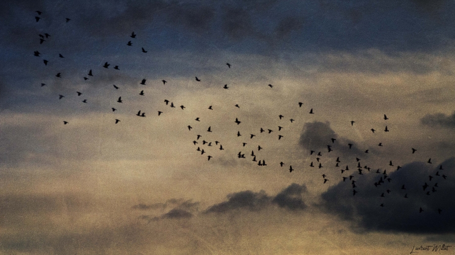 Laissez voler vos rêves...