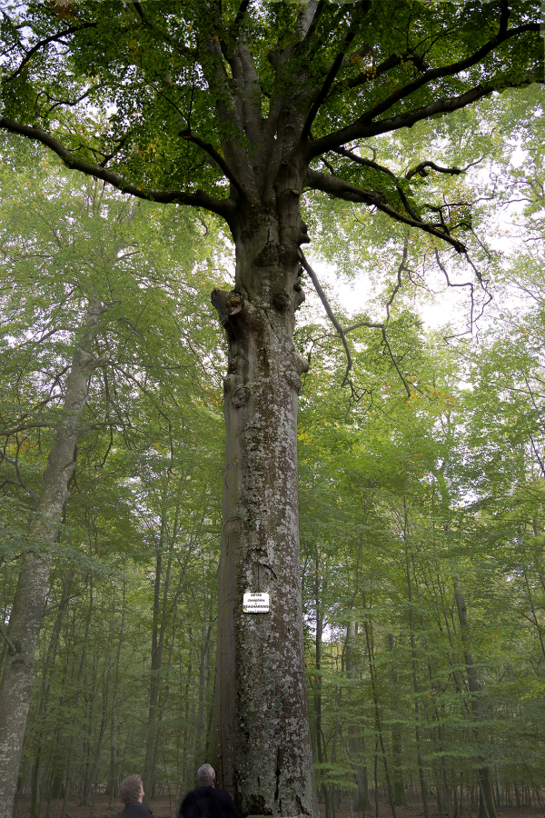 mur hêtre de  Joséphine de BEAUHARNAIS (450 cm le 01 06 2013)-