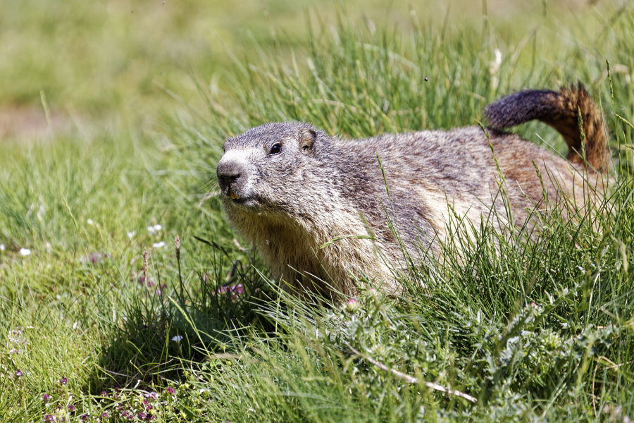 w_Marmotte