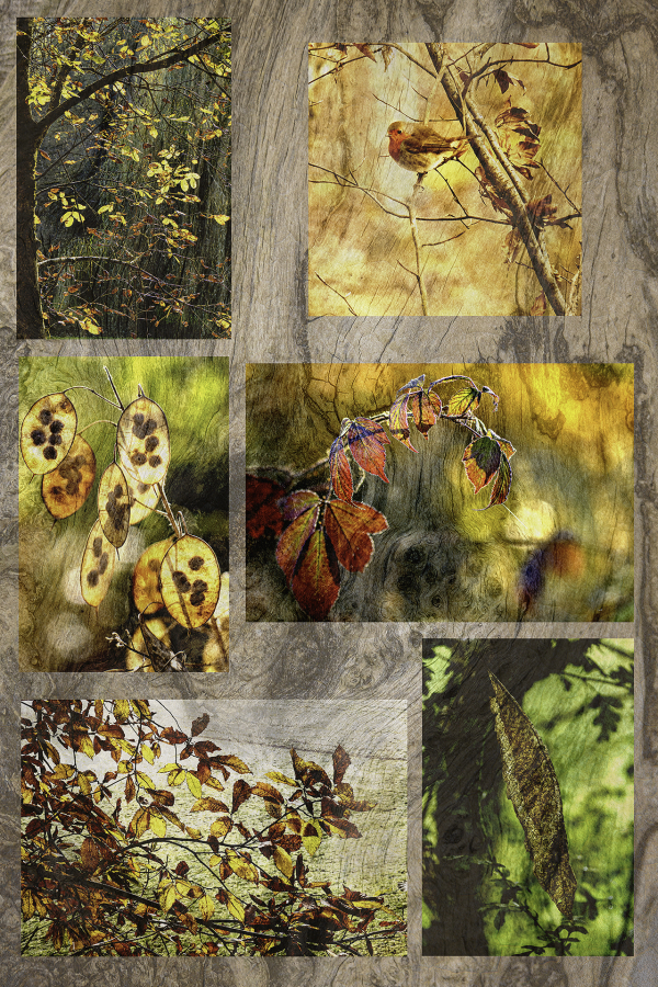 M. Beaufils - Automnal 1920x1280 14.10.2025 