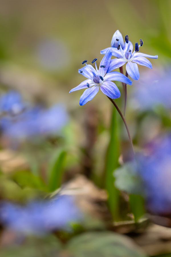 Cilles à deux feuilles